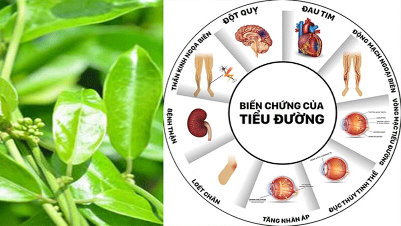 Dây thìa canh giúp giảm biến chứng tiểu đường