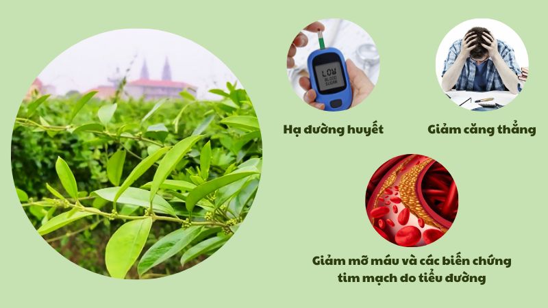 Công dụng dây thìa canh mang lại hữu ích cho sức khỏe người dùng