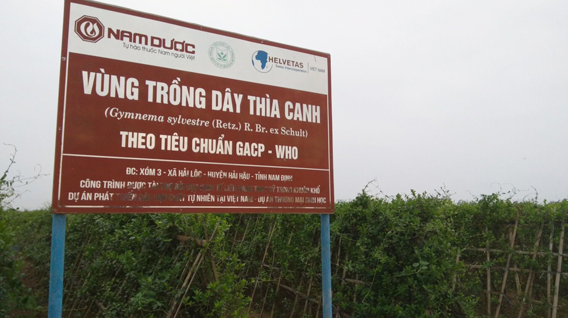 Vùng trồng dây thìa canh đạt chuẩn