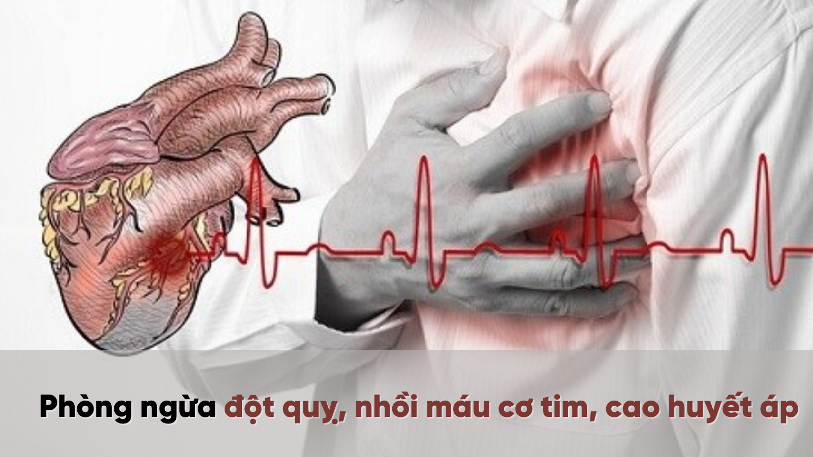 Tra dây thìa canh phòng ngừa đột quỵ nhồi máu cơ tim cao huyết áp 