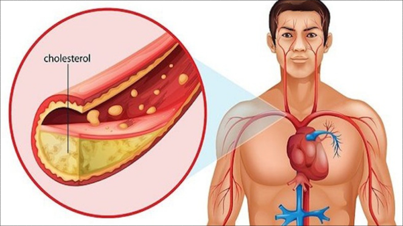 Tác dụng dây thìa canh trong điều trị y khoa