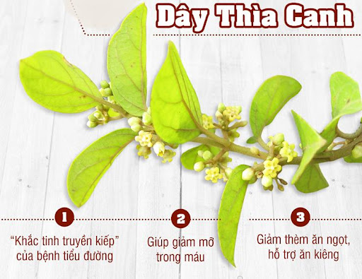 Nguồn gốc phát hiện dây thìa canh và công dụng trong y khoa