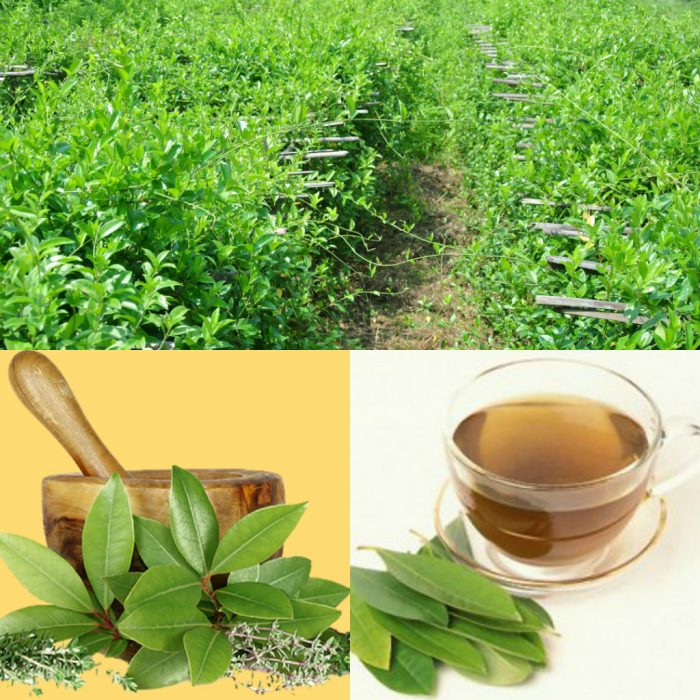 tác dụng của dây thìa canh lá to trong điều trị tiểu đường