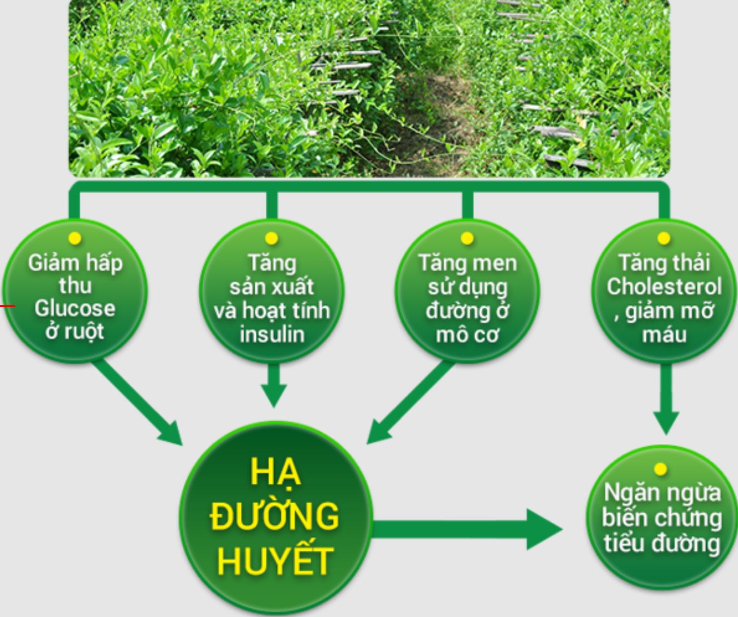 tác dụng của dây thìa canh lá to trong hỗ trợ chữa tiểu đường