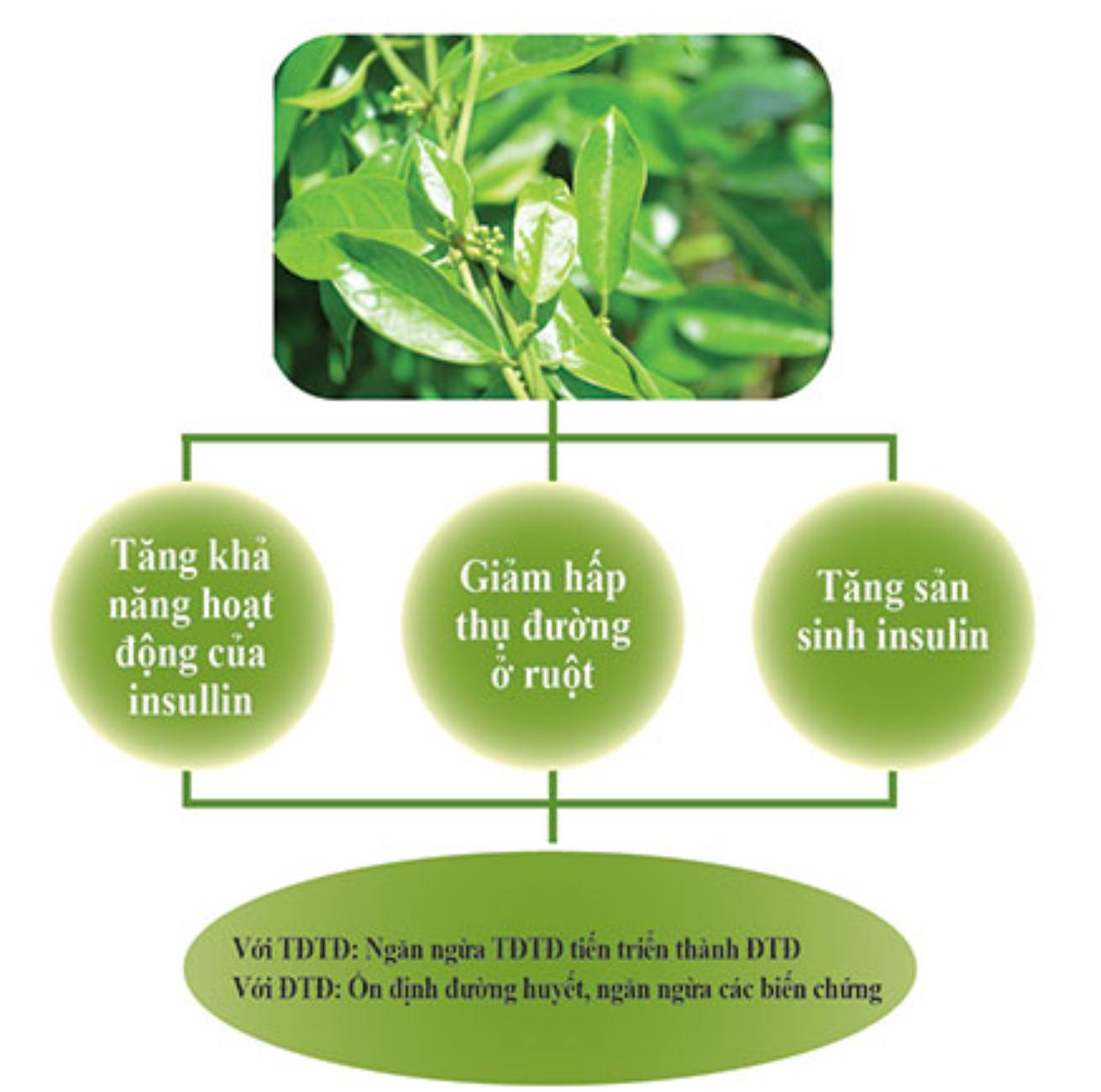 Các loại dây thìa canh hiện nay