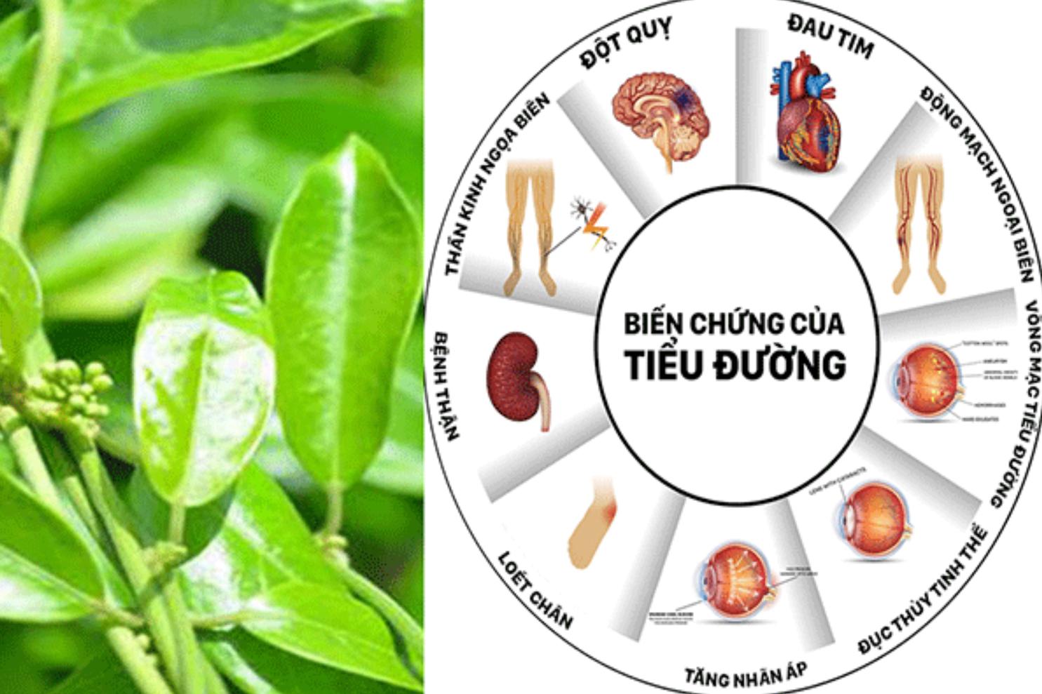 Lá thìa canh trị bệnh gì? 